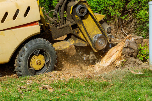 Dead Tree Removal in Keasbey, NJ